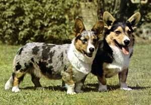 Велыб-корги-кардиган