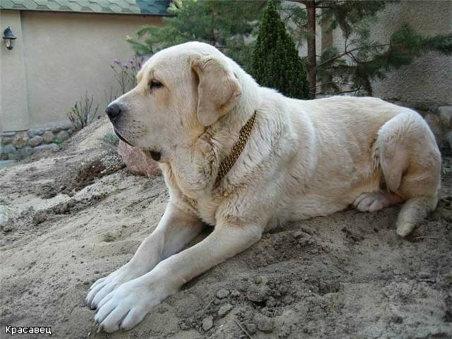 Сторожевая собака – испанский мастиф