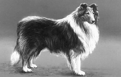 Шотландская овчарка