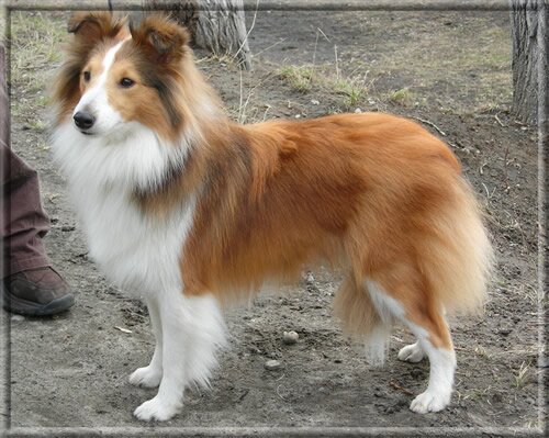 Шетландская овчарка (Шелти)